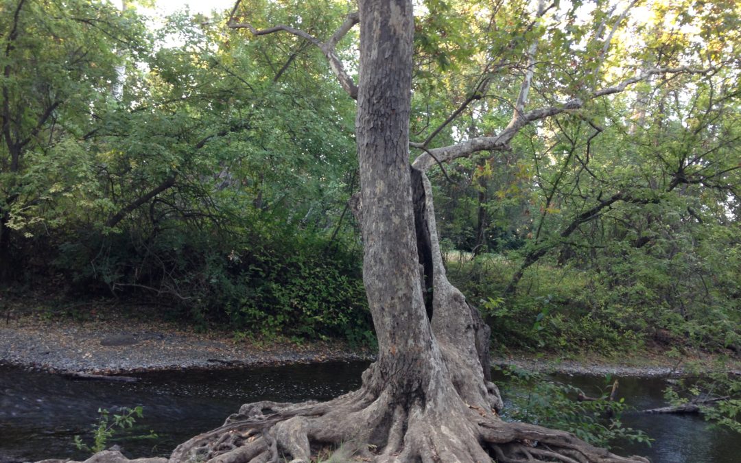 Tree at Big Chico Creek, California, JHD