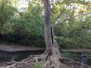 Tree at Big Chico Creek, California, JHD