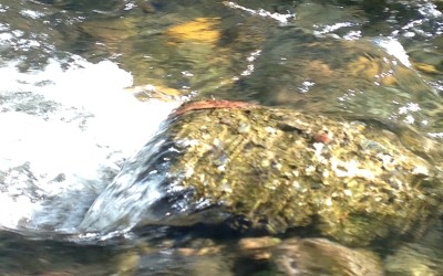 Flowing Song