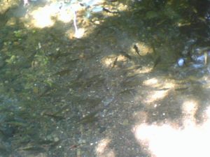 Fish in Big Chico Creek, JHD