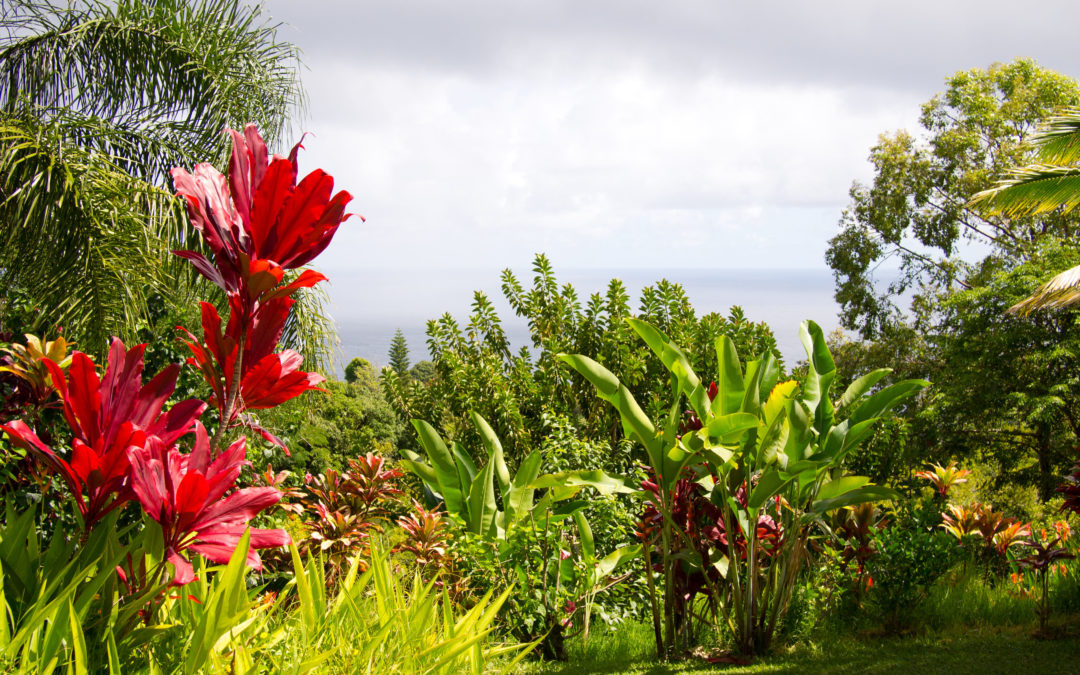 Garden of Eden, Maui, Yimmy149 via Flickr