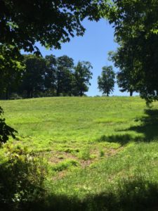 Meadow, Rockefeller State Park Preserve, JHD