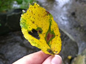 Yellow leaf with a heart shaped hole, held in fingers