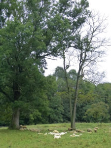 Sheep in field, JHD
