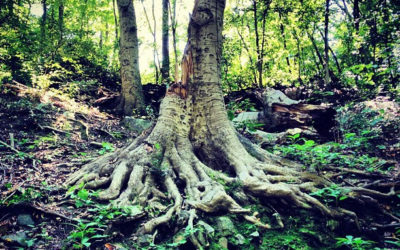 The Tree of Life: Divine Wisdom