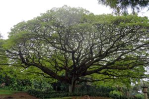 Tree in Pahoa, Hawaii, Howie Morningstar