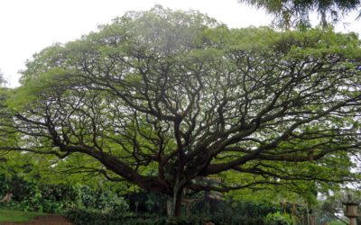 Torah Study: The Tree in the Garden