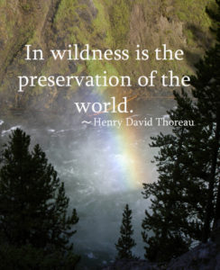 in-wildness-is-the-preservation-of-the-world-henry-david-thoreau-camping-quotes