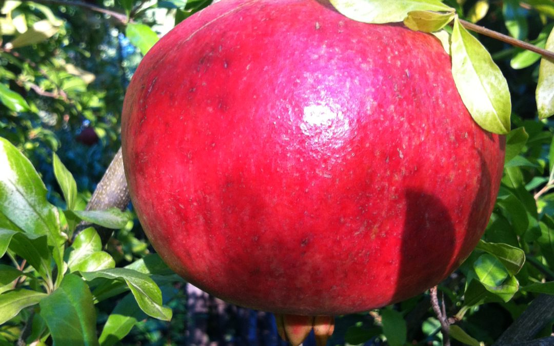 Gallery: Famous Fruit Trees of Israel
