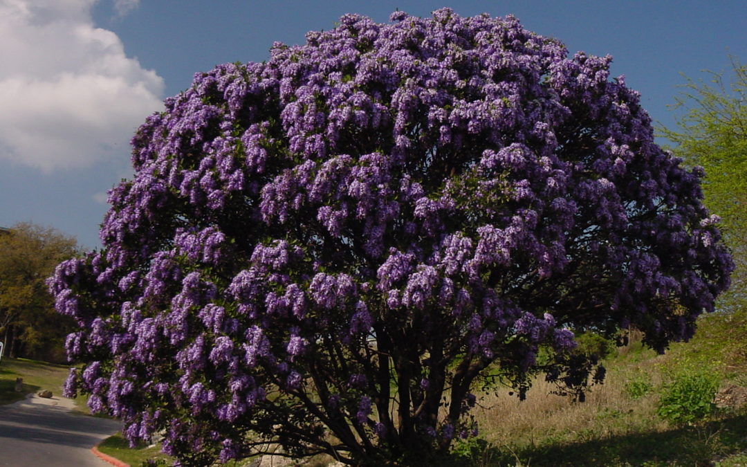 Scents Feed the Soul