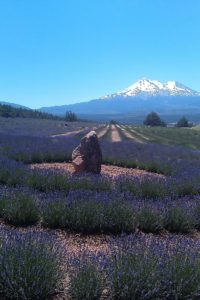 Mount Shasta Lavender Farm, JHD