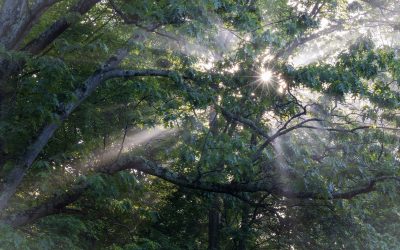 Where to find the hidden light