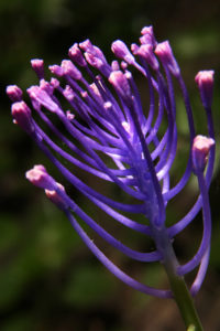 Menorah-like plant by Glauco Pentenero, Italy, Flickr