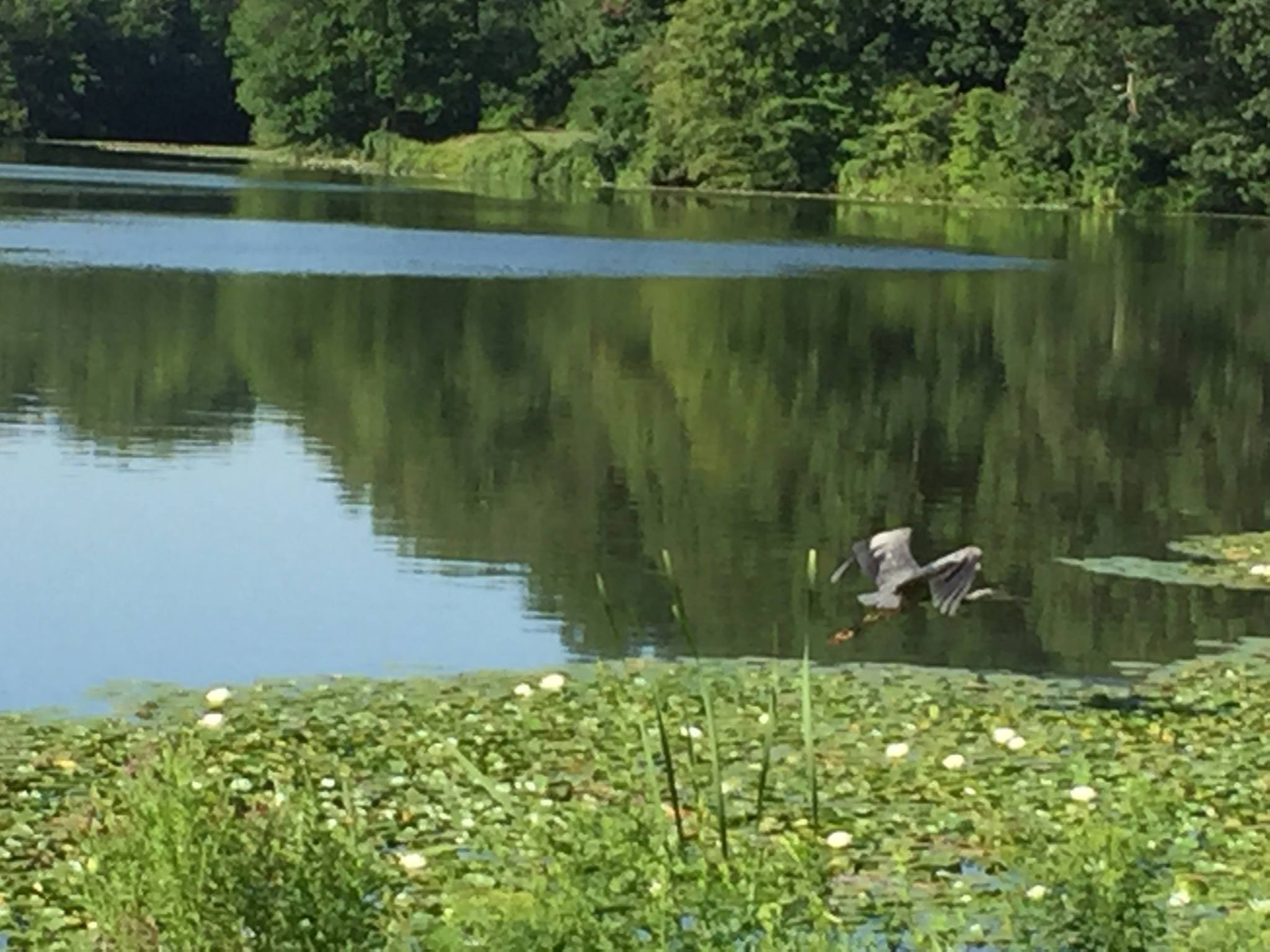 Great Blue Heron over lake