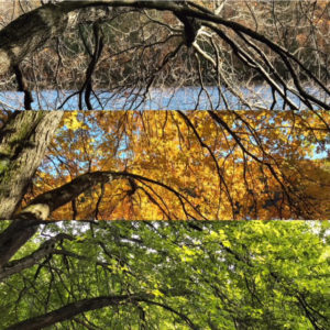 Tree Through Seasons, Rockefeller State Park Preserve, JHD