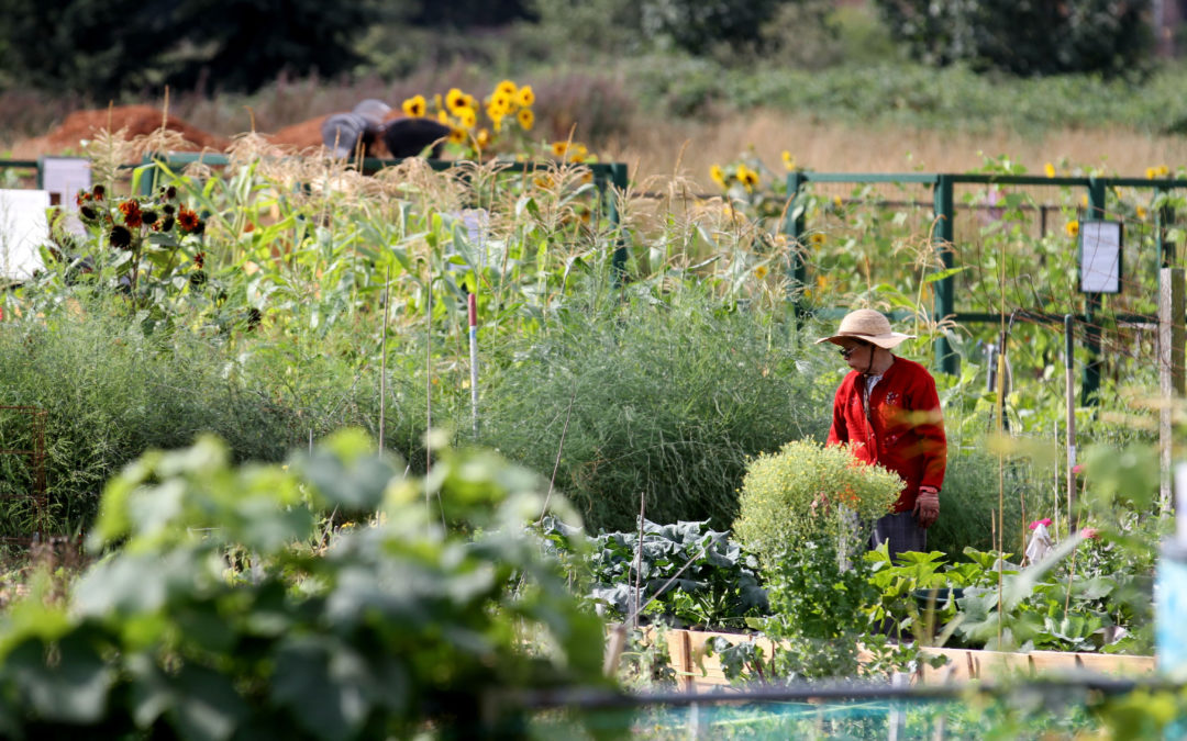 Community Gardens: Edible Towns and Gangsta Gardeners