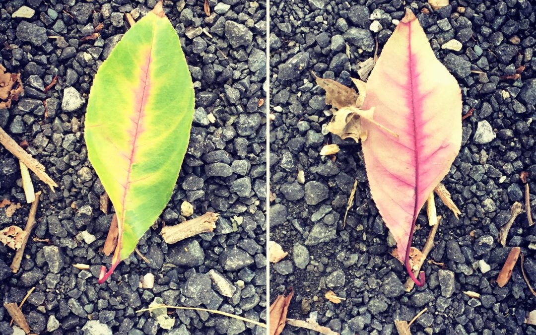 two sides of a leaf