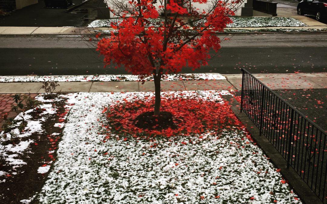 Tree with red leaves in the new snow