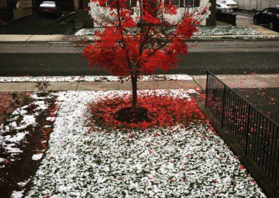Tree with red leaves in the new snow