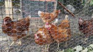 chickens and plantings at synagogue farm