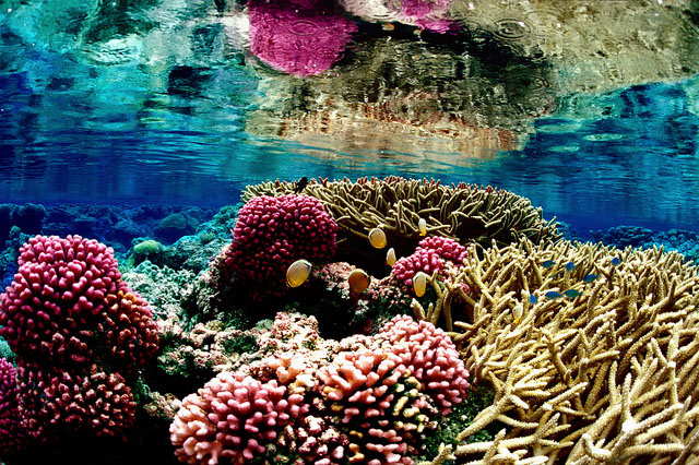 Coral reef ecosystem at Palmyra Atoll National Wildlife Refuge. Photo cedit: Jim Maragos/U.S. Fish and Wildlife Service