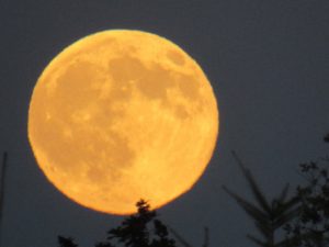 Full Moon, by Niculina Archer