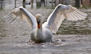 Swan Wings by David Hergarty via Flickr