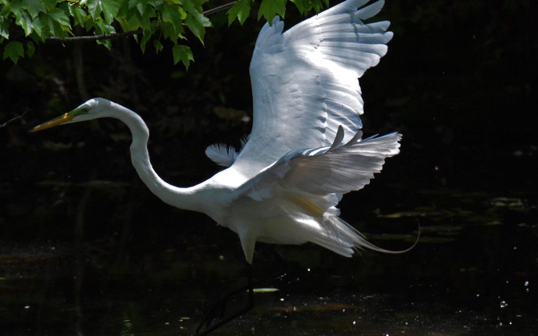 Egret at Rockefeller State Park Preserve, Frank Becker