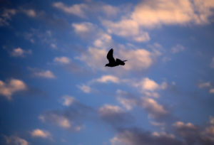 Rock Dove by Cuatrok 77, Florida, via Flickr