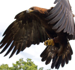 Golden Eagle in Flight, Tom Hisgett, UK, via Wikemedia