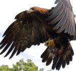 Golden Eagle in flight , UK, Tom HIsgett, via Wikimedia Commons