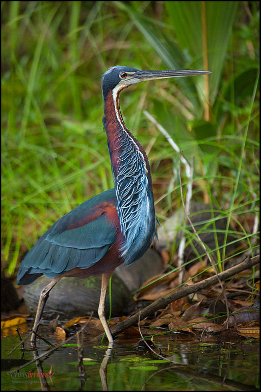 Agami Heron Agamia agami hunting on the morning at the lowlands of Costa Rica, Chris Jimenez, Wikimedia Commons