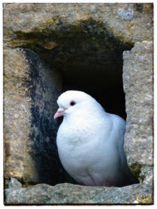 Dove by Cycling Man via Flickr