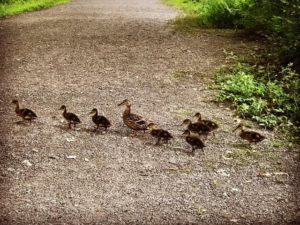 Duck family, JHD
