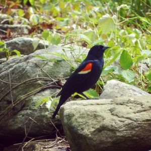 Redwinged Blackbird, JHD