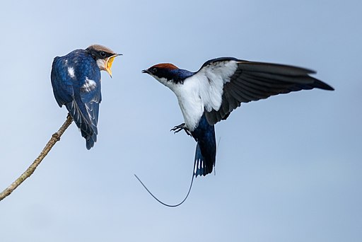 Wire tailed swallow2 @kannur.jpg