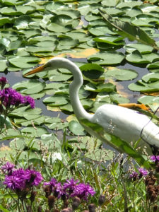 Great Egret, JHD
