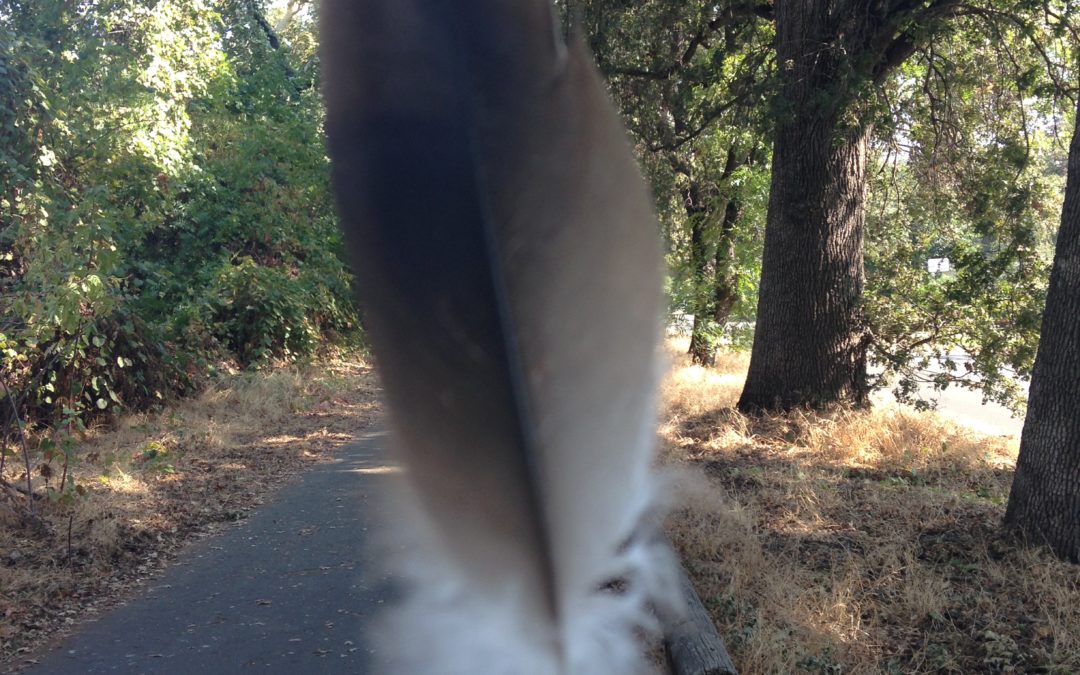 Feather at Bidwell Park, JHD