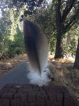 Feather in Bidwell Park, JHD