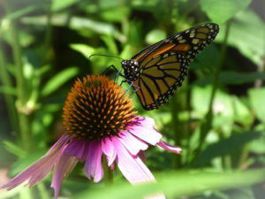 Monarch at Rockefeller State Park Preserve, Julie Danan