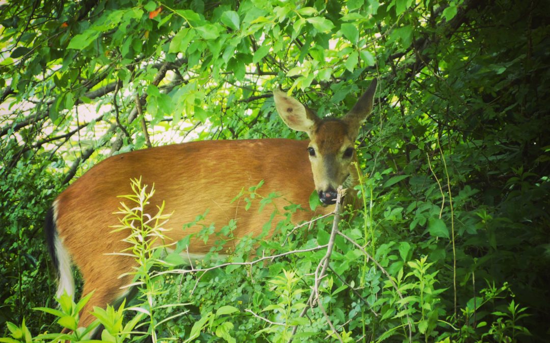Deer at Rockefeller Stat Park Preserve, JHD