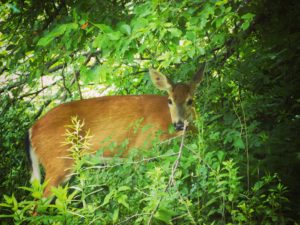 Deer at Rockefeller Stat Park Preserve, JHD