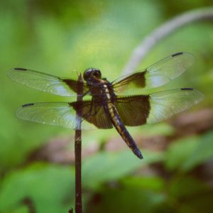 Dragonfly, JHD