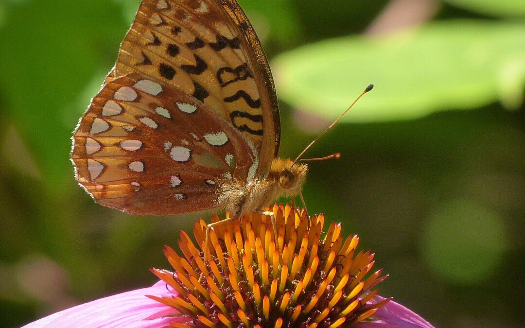 Fritillary Butterfly, JHD