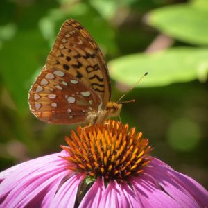 Fritillary Butterfly, JHD