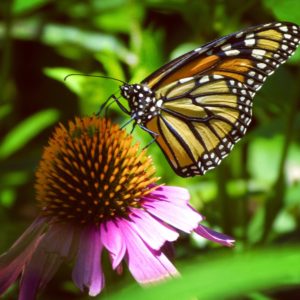 Monarch Butterfly, JHD