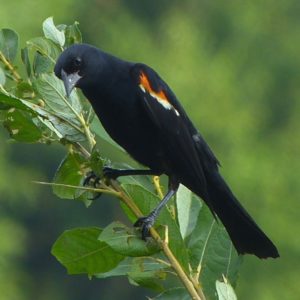 Redwinged Blackbird, JHD
