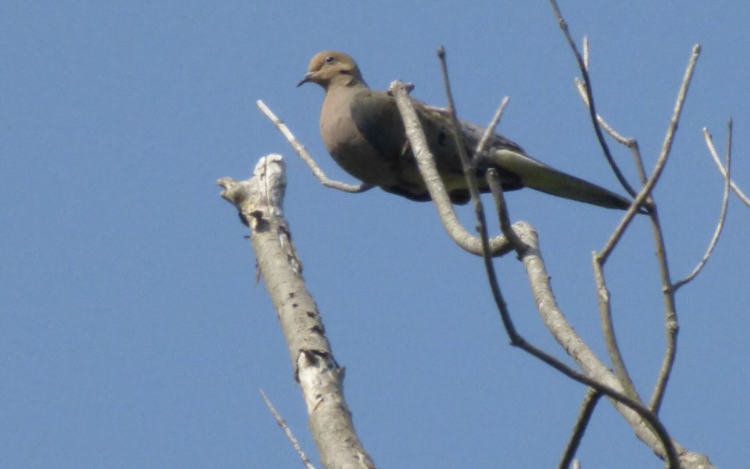 A Guide’s Perspective: It’s Not Always Easy Being a Dove