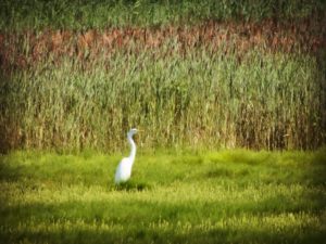 Great Egret, JHD