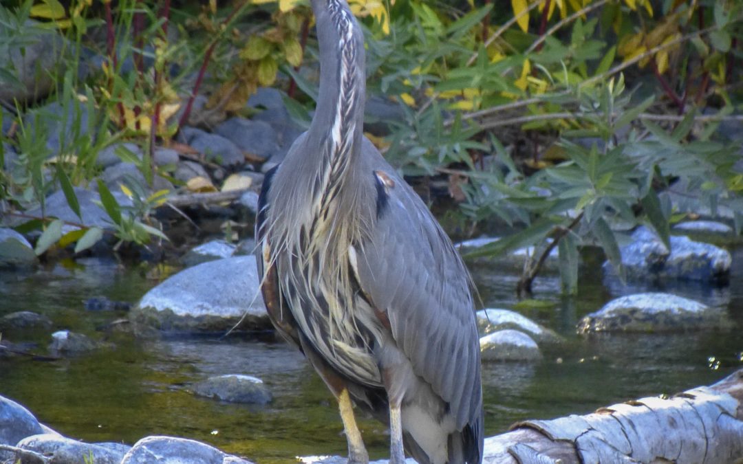 Great Blue Heron, Chico, CA, JHD